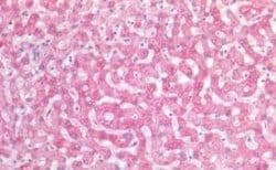 SIAH2 Antibody, Novus Biologicals 50 &mu;g | Buy Online | Novus Biologicals | Fisher Scientific